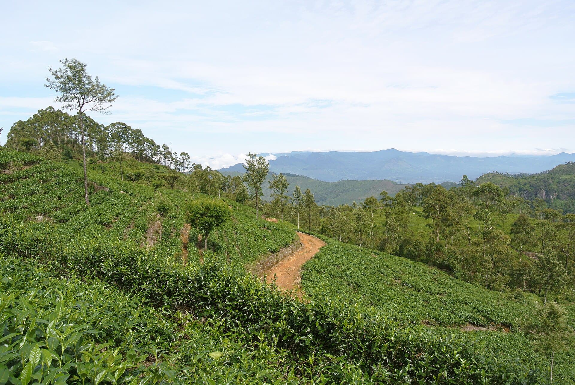 Riding the world's most scenic train to Ella